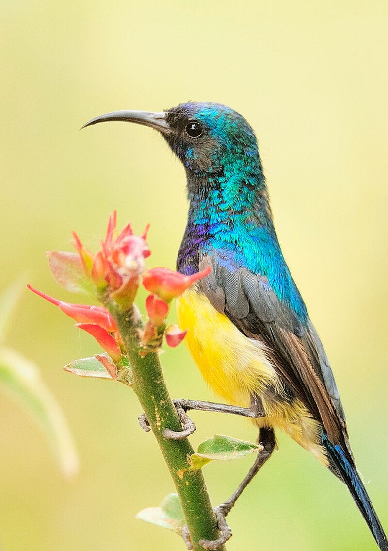 Variable Sunbird (Cinnyris venustus) photo