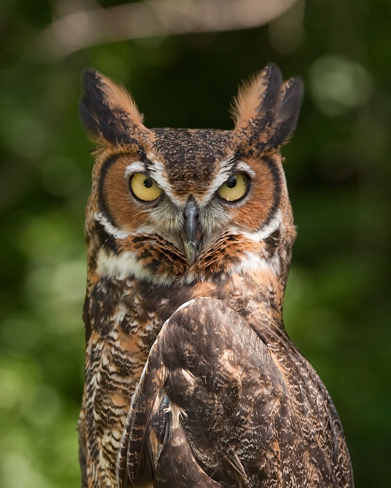 Great Horned Owl (Bubo virginianus) photo