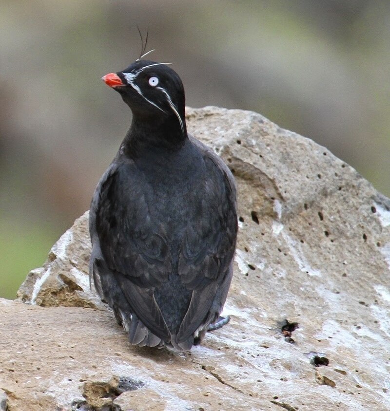 Whiskered Auklet (Aethia pygmaea) photo