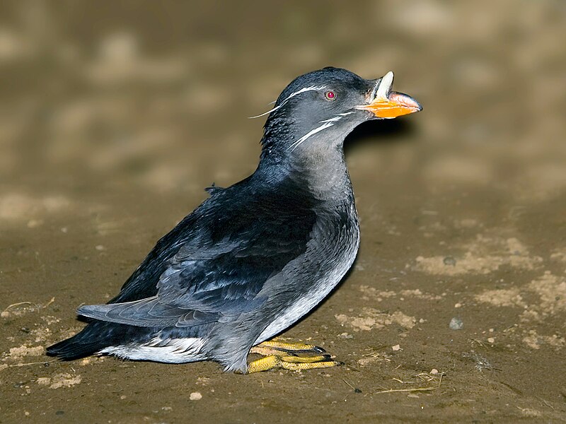 Rhinoceros Auklet (Cerorhinca monocerata) photo