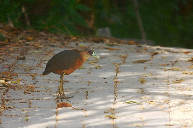 Isabelline Bush-hen (Amaurornis isabellina) photo