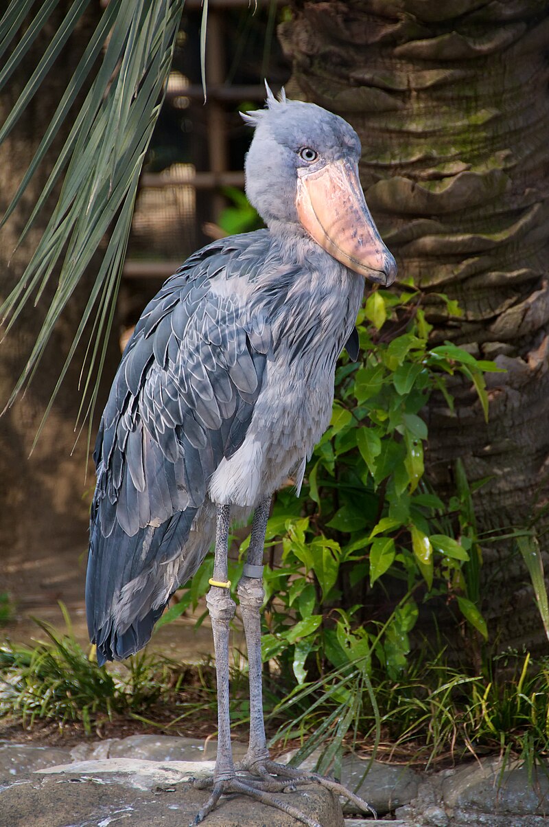 Shoebill (Balaeniceps rex) photo