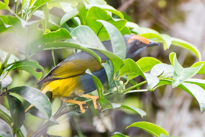 Fiery-browed Myna (Enodes erythrophris) photo
