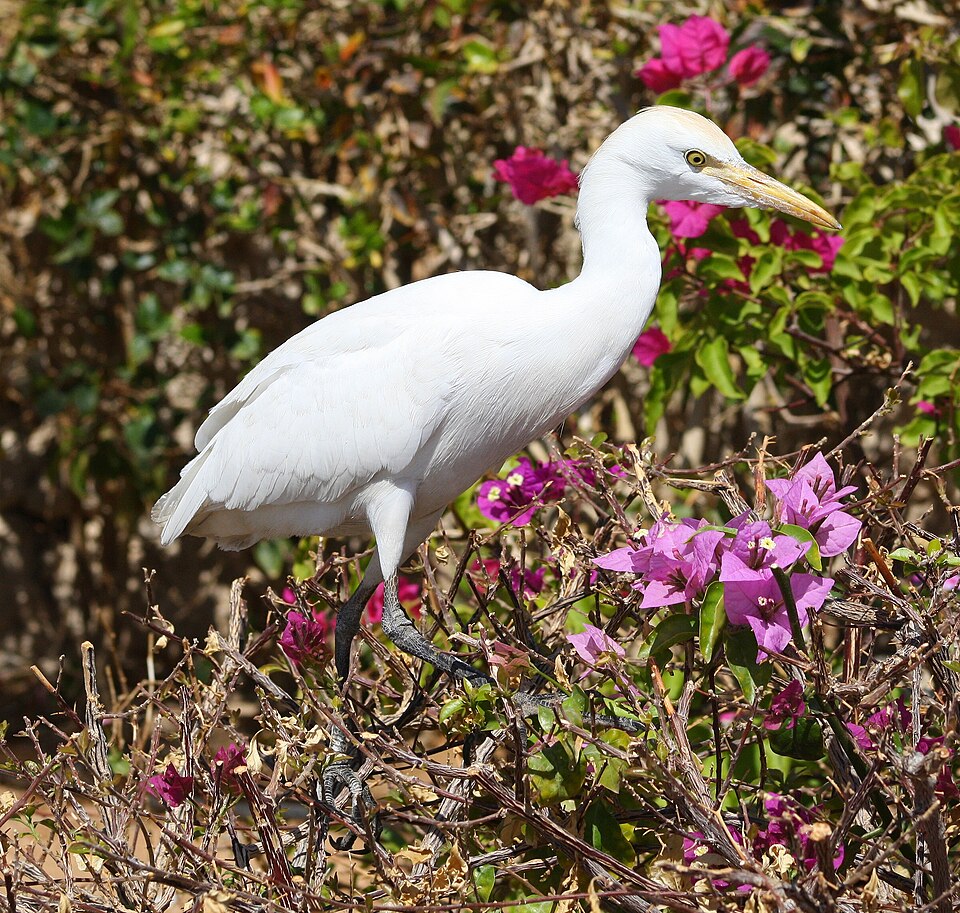 Cattle Egret (Bubulcus ibis)