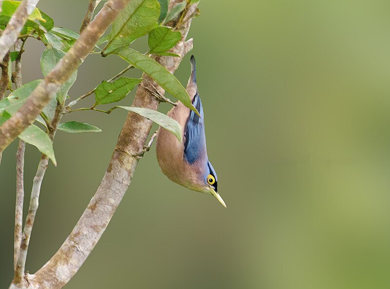 Sulphur-billed Nuthatch (Sitta oenochlamys) photo