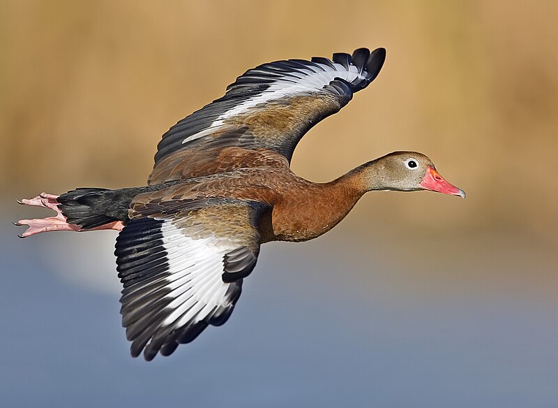 Black-bellied Whistling-Duck (Dendrocygna autumnalis) photo