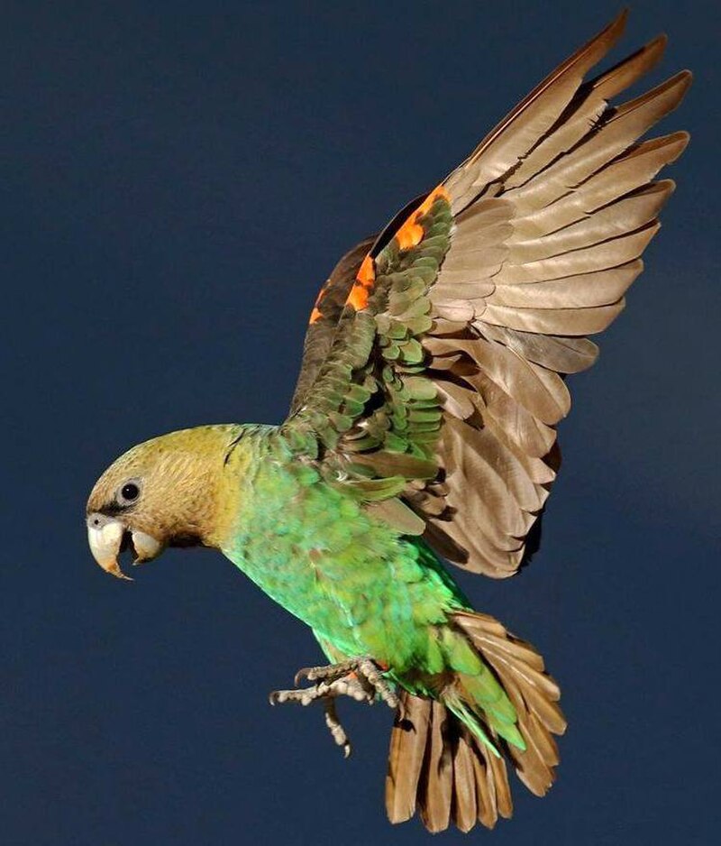 Cape Parrot (Poicephalus robustus) photo