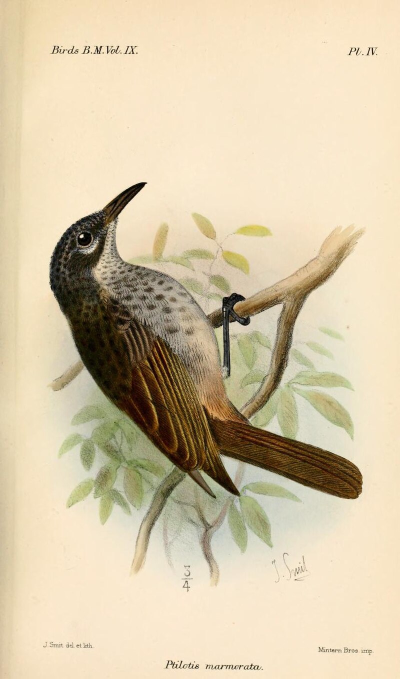 Marbled Honeyeater (Pycnopygius cinereus) photo