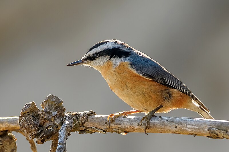 Red-breasted Nuthatch (Sitta canadensis) photo