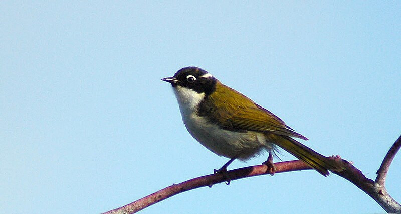 Gilbert's Honeyeater (Melithreptus chloropsis) photo