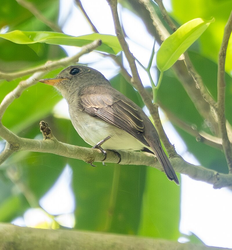 Ashy-breasted Flycatcher (Muscicapa randi) photo