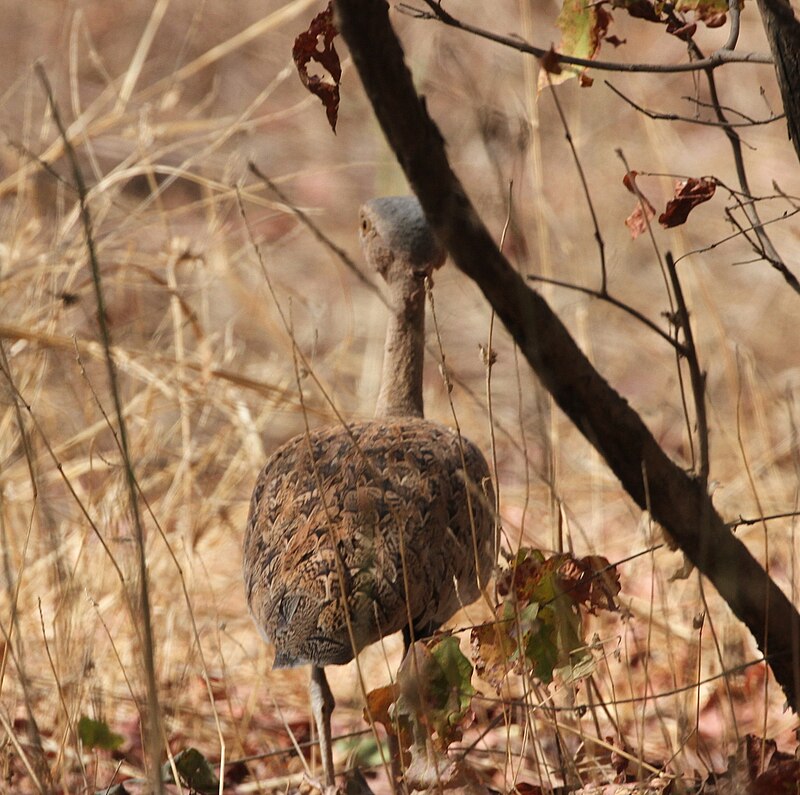 Savile's Bustard (Lophotis savilei) photo