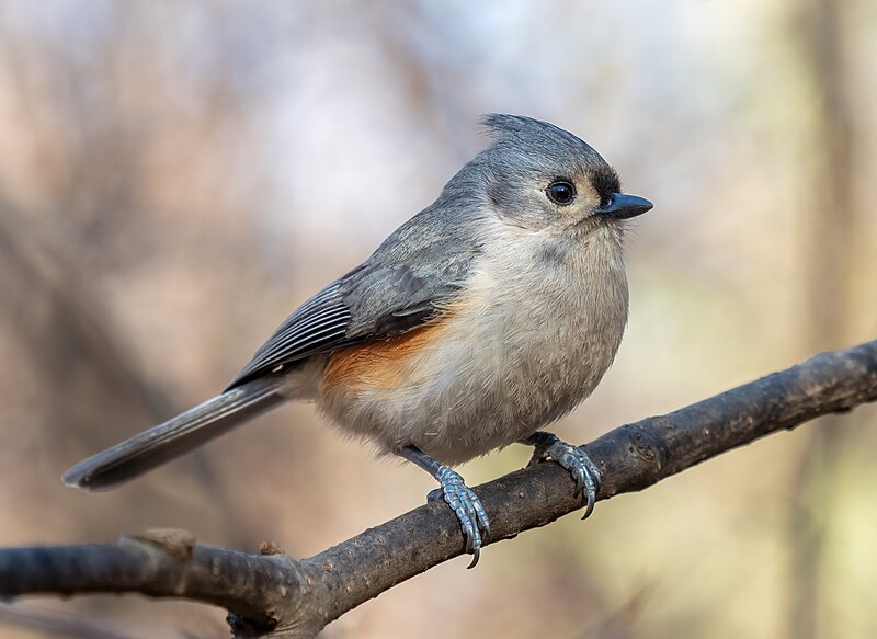 Tufted Titmouse (Baeolophus bicolor) photo