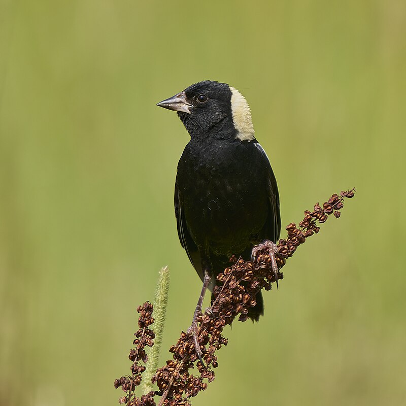 Bobolink (Dolichonyx oryzivorus) photo