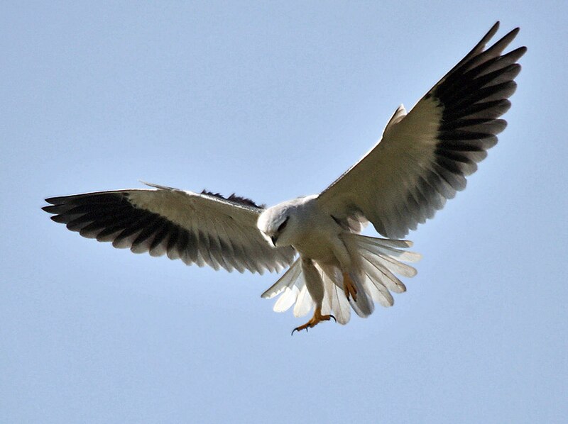 Black-winged Kite (Elanus caeruleus) photo