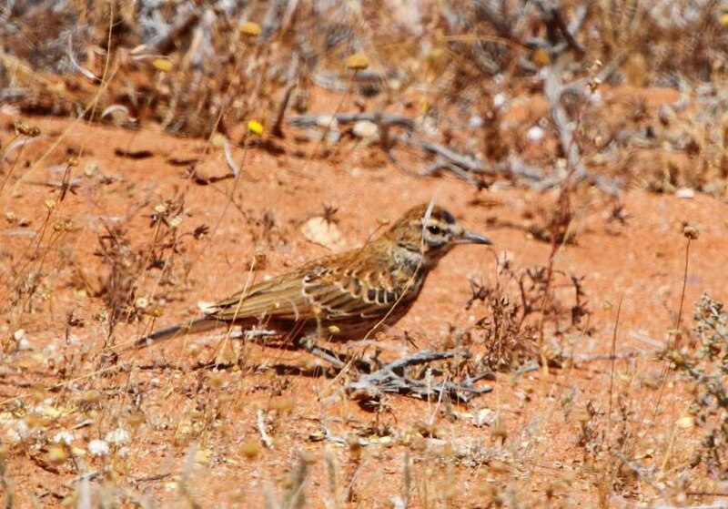 Karoo Lark (Calendulauda albescens) photo