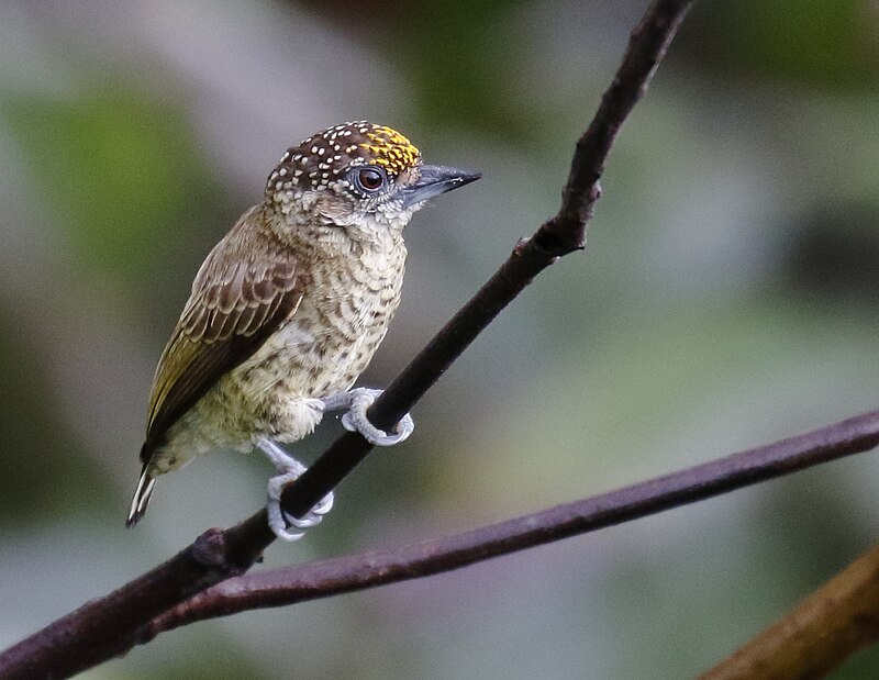 Bar-breasted Piculet (Picumnus aurifrons) photo