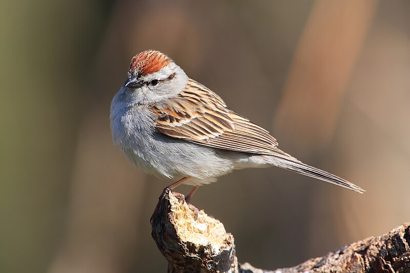 Chipping Sparrow (Spizella passerina) photo