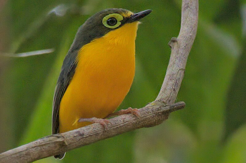 Yellow-bellied Wattle-eye (Platysteira concreta) photo