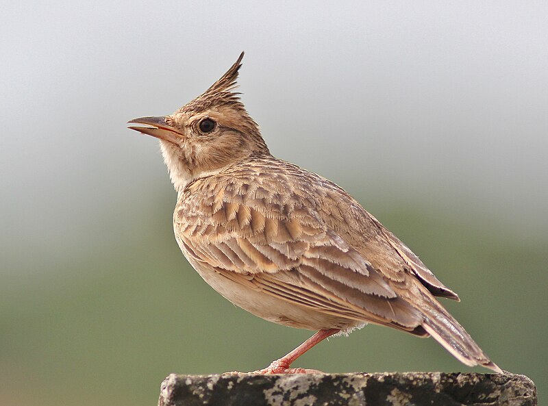 Malabar Lark (Galerida malabarica) photo