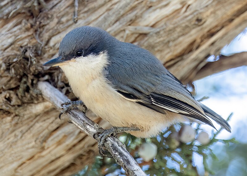 Pygmy Nuthatch (Sitta pygmaea) photo