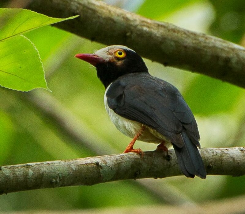 Red-billed Helmetshrike (Prionops caniceps) photo