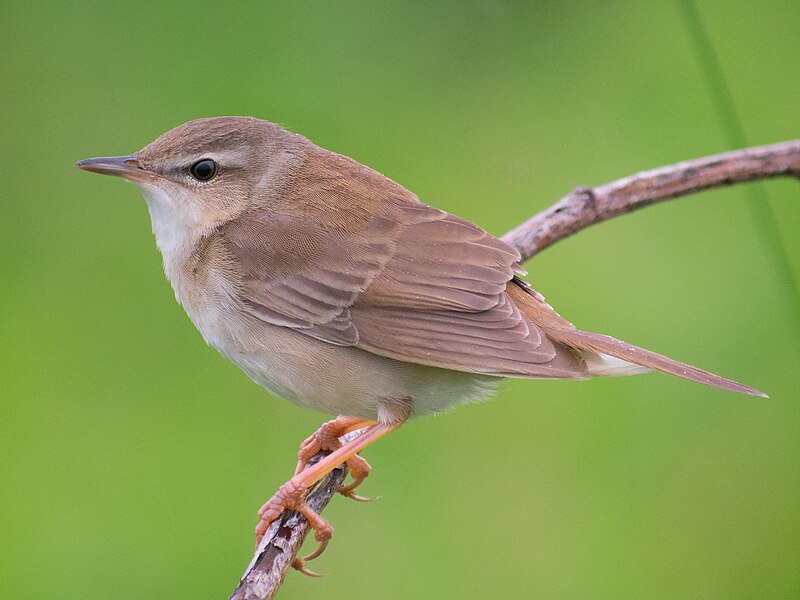 Middendorff's Grasshopper Warbler (Helopsaltes ochotensis) photo