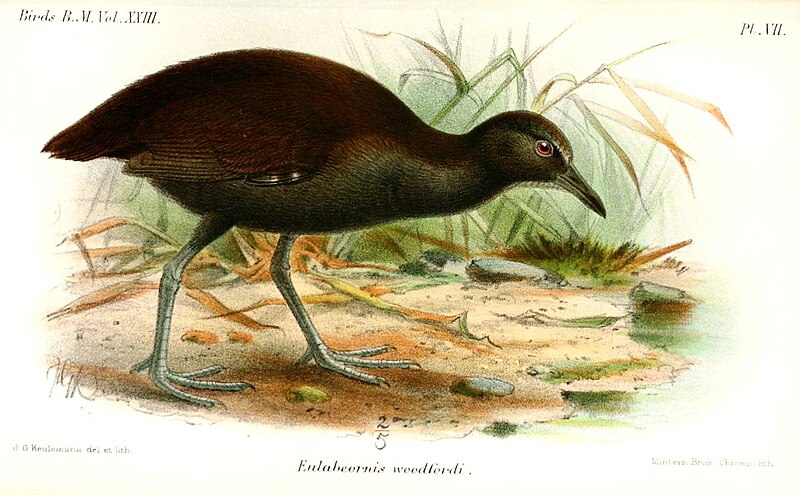 Woodford's Rail (Gallirallus woodfordi) photo