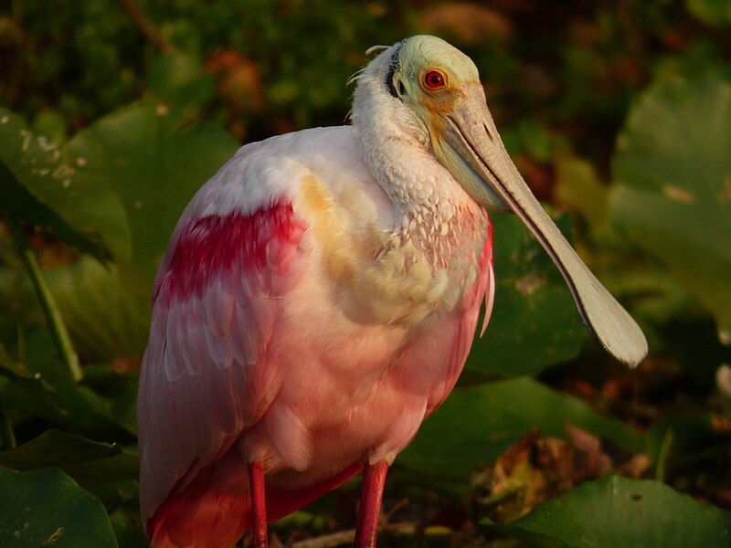 Roseate Spoonbill (Platalea ajaja) photo