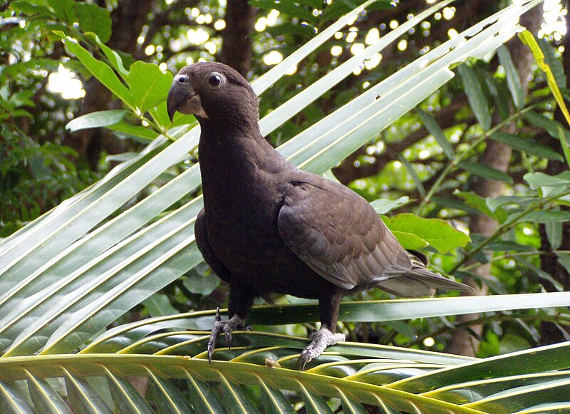 Greater Vasa Parrot (Coracopsis vasa) photo