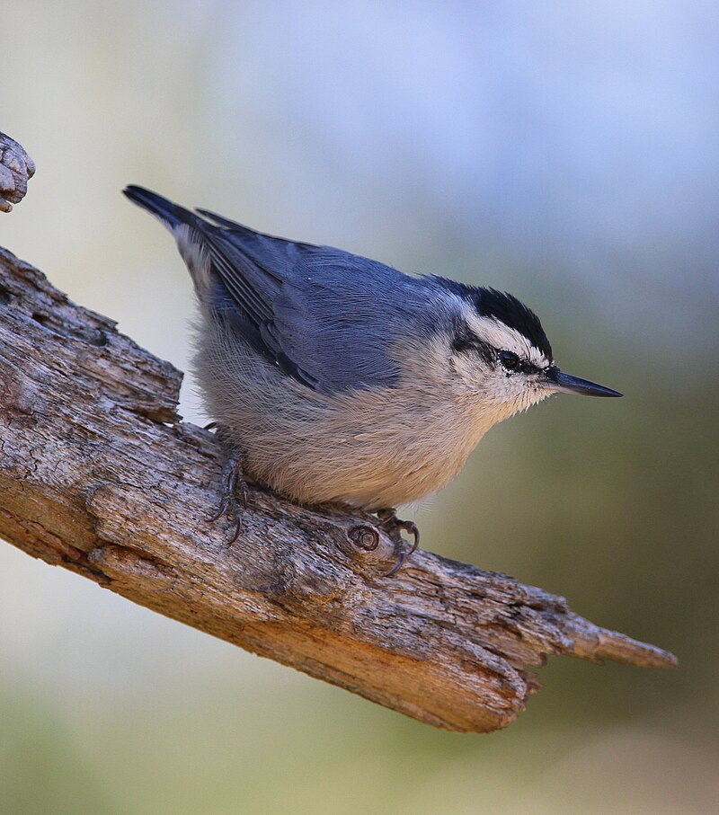 Corsican Nuthatch (Sitta whiteheadi) photo