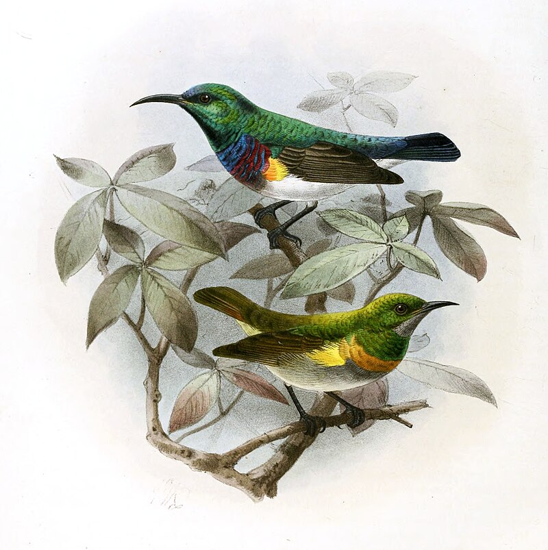Oustalet's Sunbird (Cinnyris oustaleti) photo