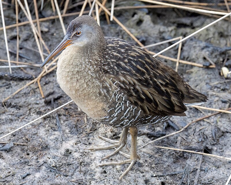 Clapper Rail (Rallus crepitans) photo