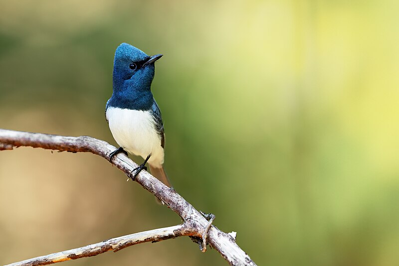 Leaden Flycatcher (Myiagra rubecula) photo