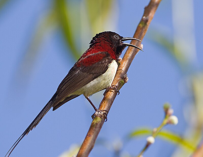 Black-throated Sunbird (Aethopyga saturata) photo