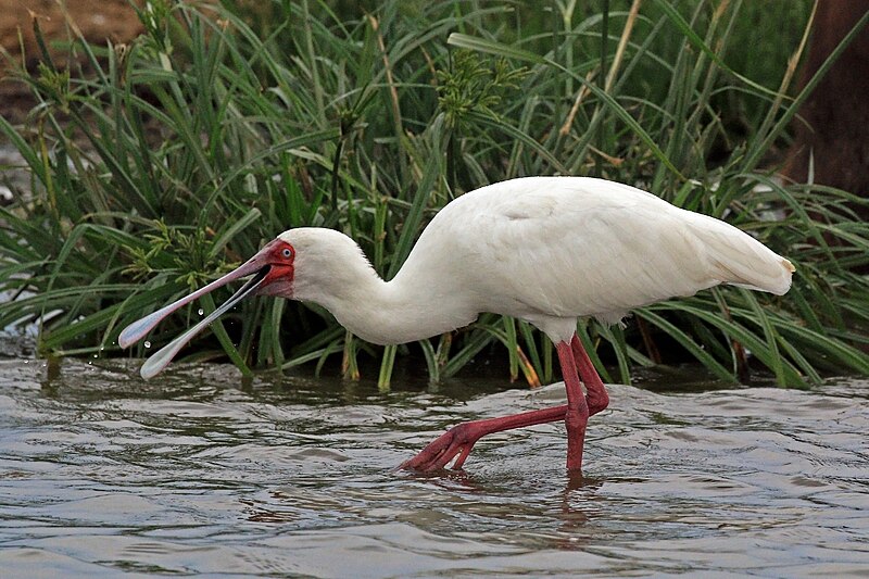 African Spoonbill (Platalea alba) photo
