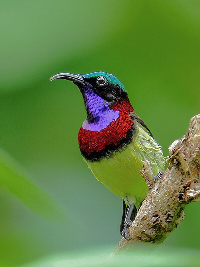 Crimson-backed Sunbird (Leptocoma minima) photo