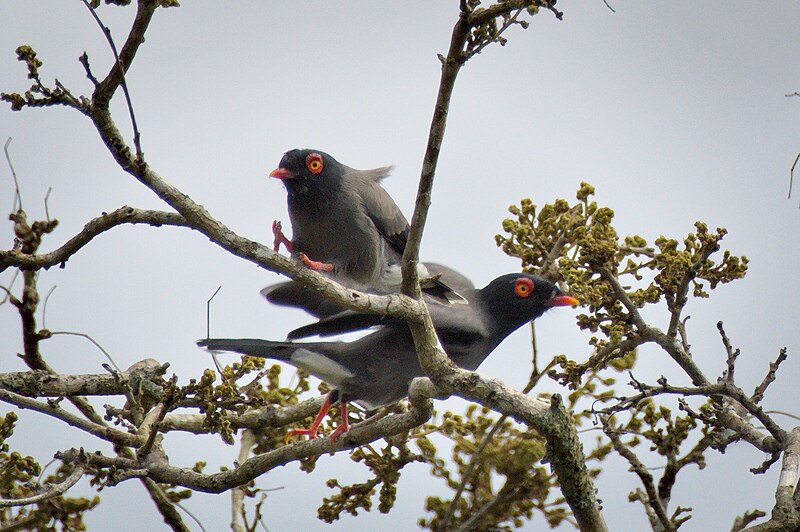 Angola Helmetshrike (Prionops gabela) photo