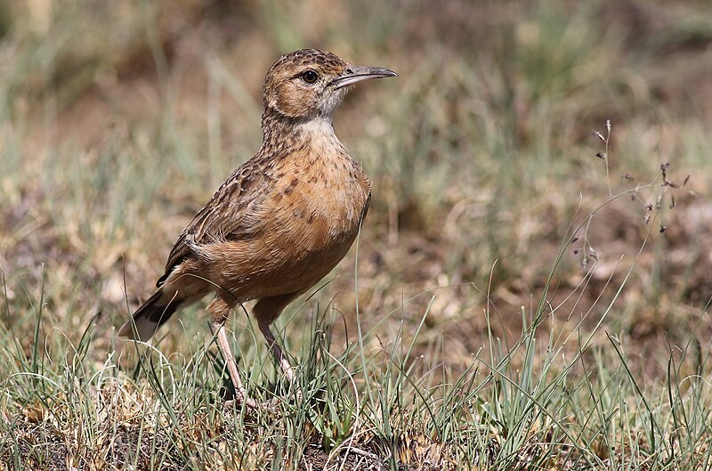 Spike-heeled Lark (Chersomanes albofasciata) photo