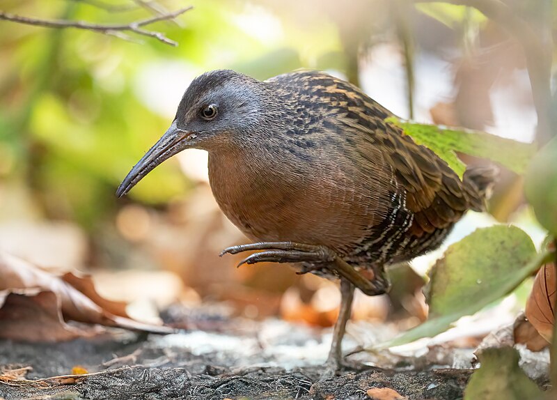 Virginia Rail (Rallus limicola) photo
