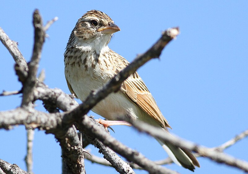 Monotonous Lark (Mirafra passerina) photo