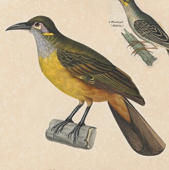 Tawny-breasted Honeyeater (Xanthotis flaviventer) photo