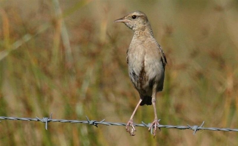 Brown Songlark (Cincloramphus cruralis) photo