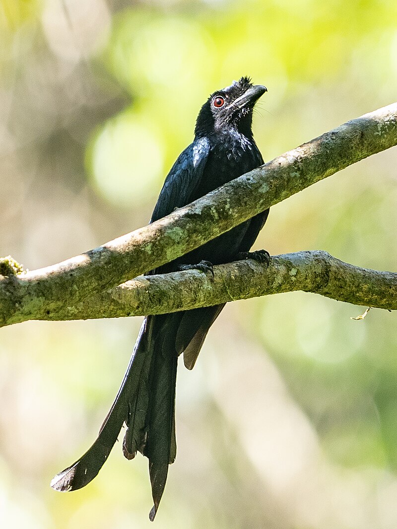 Sri Lanka Drongo (Dicrurus lophorinus) photo