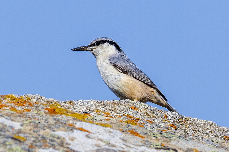 Eastern Rock Nuthatch (Sitta tephronota) photo