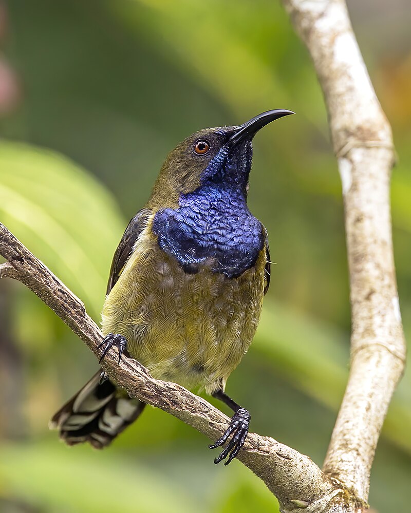 Principe Sunbird (Anabathmis hartlaubii) photo