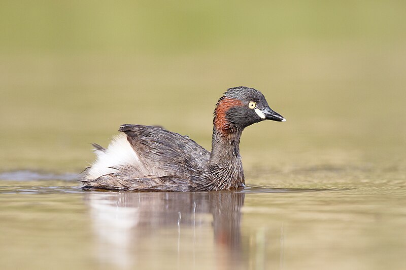 Australasian Grebe (Tachybaptus novaehollandiae) photo