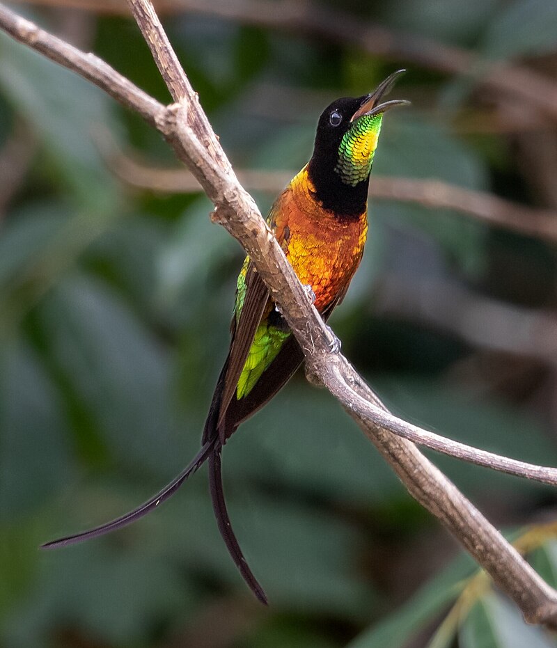 Fiery Topaz (Topaza pyra) photo