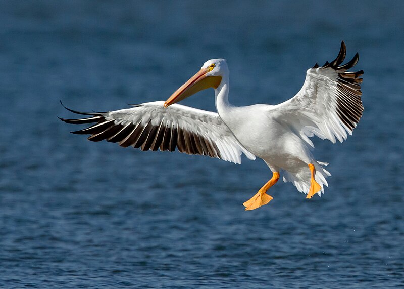 American White Pelican (Pelecanus erythrorhynchos) photo