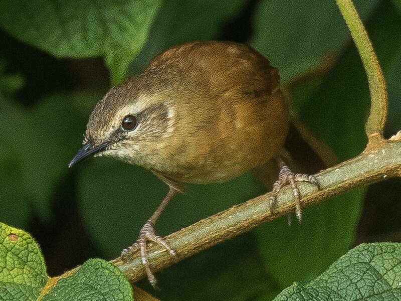 Cinnamon Bracken-Warbler (Bradypterus cinnamomeus) photo